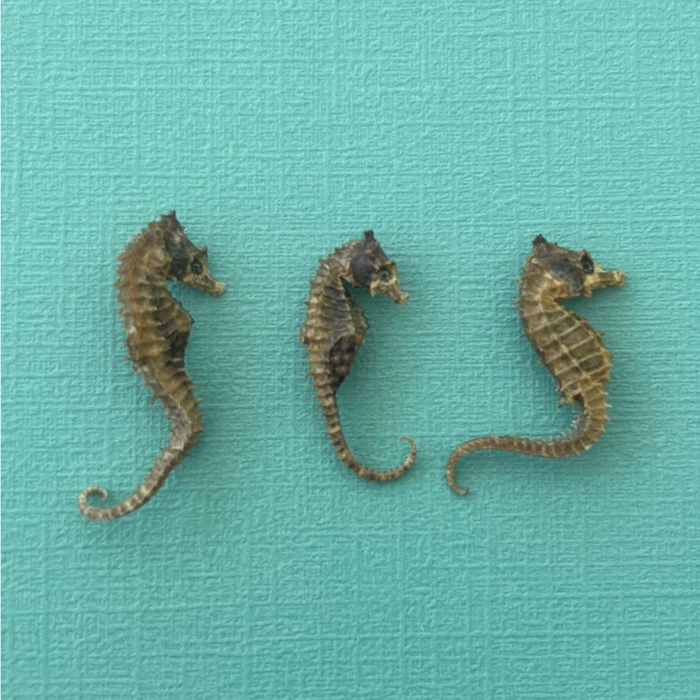 Set of 3 vintage REAL dried seahorses.